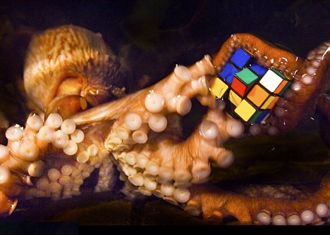 octopus-rubiks