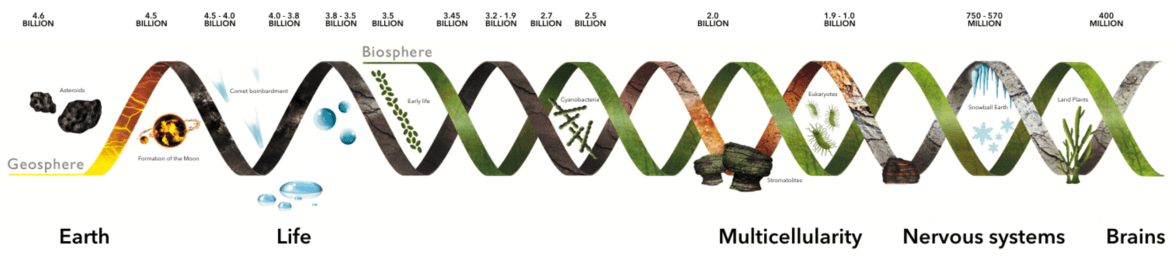 timeline-evolutionary-transitions-in-cognition